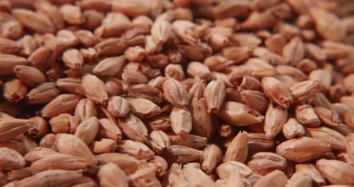 Rotação de sementes de cerveja