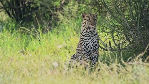 Leopard sitting and looking around in slow motion