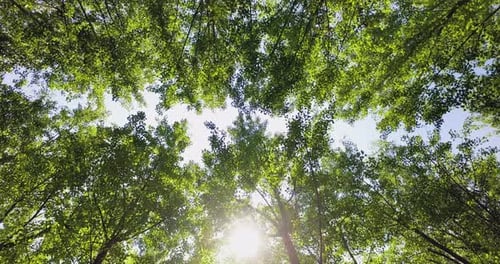 Looking Up in Forest POV Through Tops of Trees Sun Shines Through Foliage