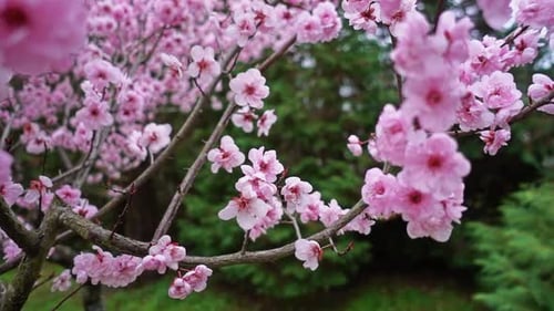 Spring Flowers