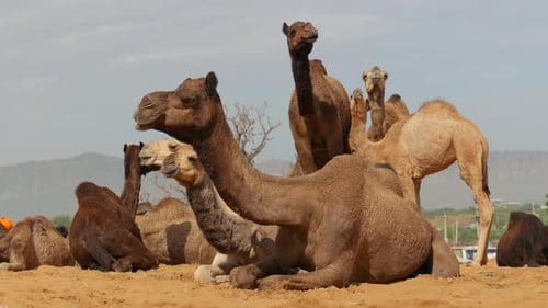 Kamele auf der Pushkar-Messe, auch Pushkar-Kamelmesse genannt