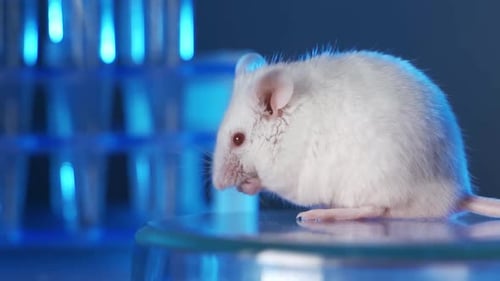White Lab Mouse Grooming in Medical Research Setting
