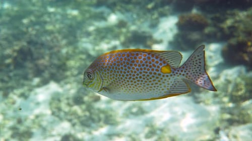 Unterwasservideo der Siganus Guttatus-Schule des Goldenen Kaninchenfisches im Korallenriff