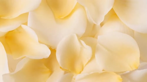 Yellow Rose Petals Rotating
