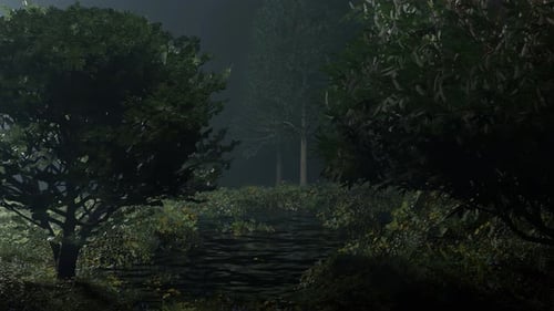 06 Evening Wild Forest Landscape Stream Flowing In The Late Night Forest