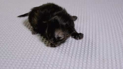 Newborn Kitten Lying on White Blanket, Close Up