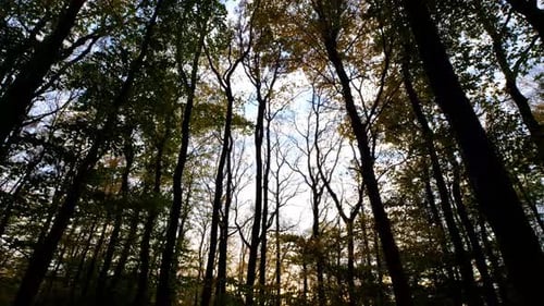 Looking Up at Trees in Autumn