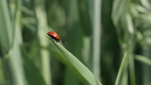 Roter Coccinellidae-Käfer Nahaufnahme 4K 2160p 30fps UltraHD-Aufnahmen - Marienkäfer auf dem Gras flach DO