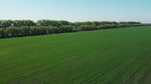 Flight Over Green Field
