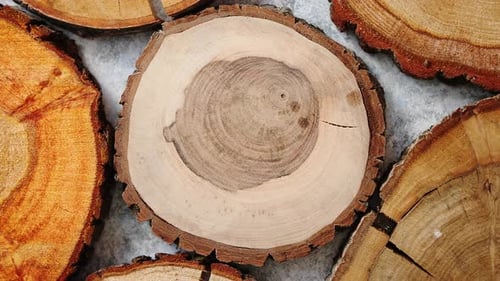 Rustic Wood Grain of Tree Log Cross-Sections