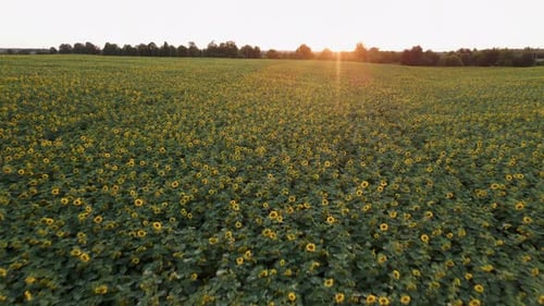 Aerial View of Sunflowers Field. Drone Moving Across Yellow Field of Sunflowers. Rows of Sunflowers