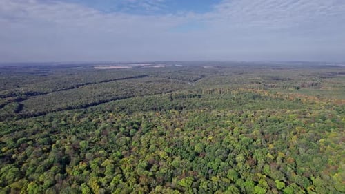Aerial Shot of Forest in Fall Season