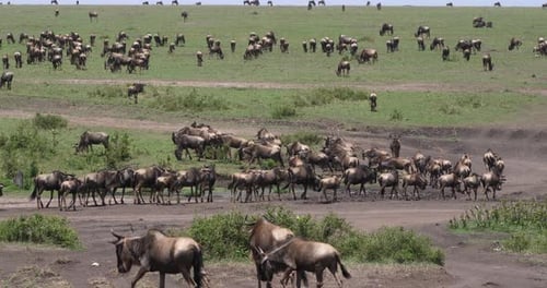 Blue Wildebeest, connochaetes taurinus, Herd during Migration, Masai Mara park in Kenya