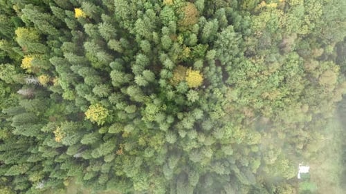 Pine trees forest in fog. Morning autumn mountains.