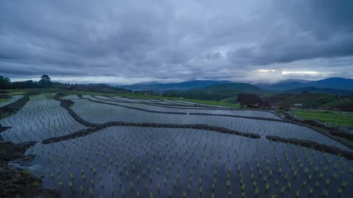 Time lapse of paddy rice terraces with water reflection, green agricultural fields in countryside