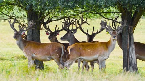 Group of Majestic Deer Relaxing Under Trees