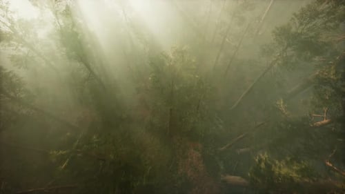 Drone rompendo a névoa para mostrar sequoias e pinheiros