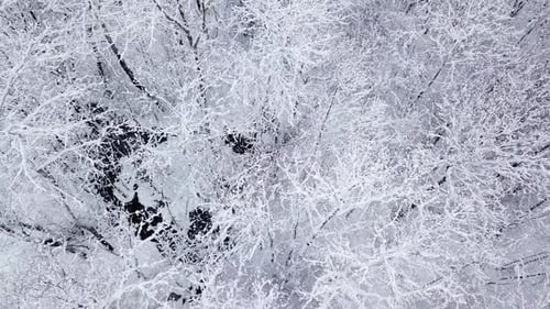 Winter Nature Forest Landscape