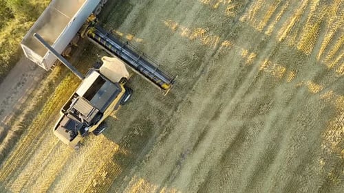 Aerial view of combine harvester harvesting large golden ripe wheat field. Agriculture from drone