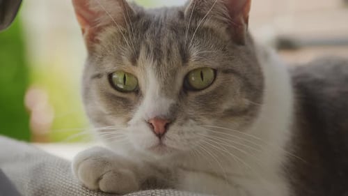 Close Up of a White Tabby Shorthair Cat Looking at Camera Outside in the Yard