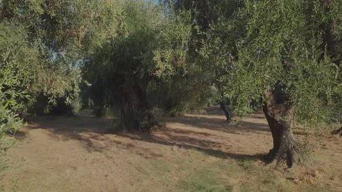 Olive Trees Cultivation