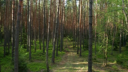 Camera Movement Through the Pine Forest