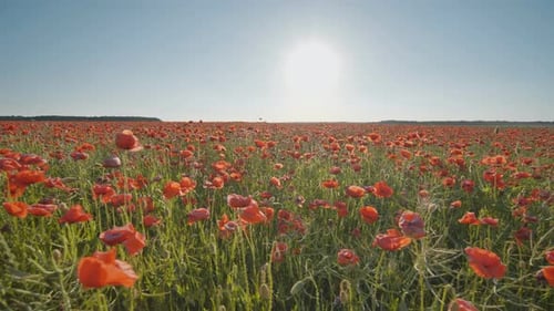 A Large Field of Red Poppy Flowers at Sunset