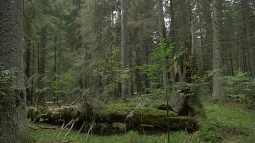 Arbre tombé dans une forêt
