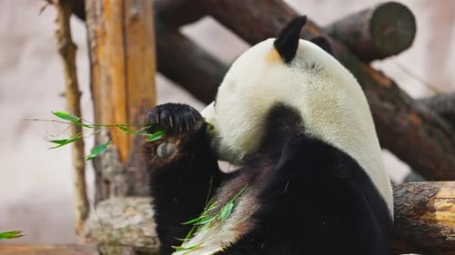 Netter Panda frisst Bambus