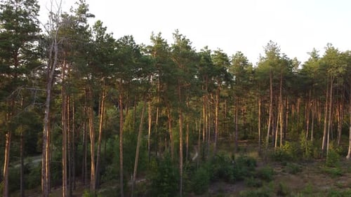 Drone shot aerial fly through mixed forest between trees 4k. High quality 4k footage.