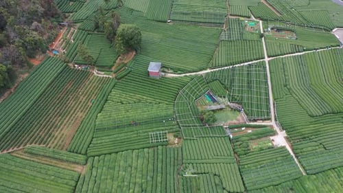 Teeplantage im Berg
