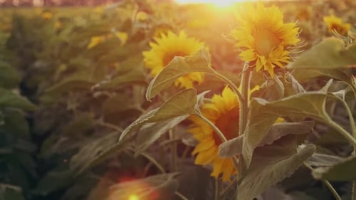 Blooming Sunflowers in the Field at Sunset. Close-up