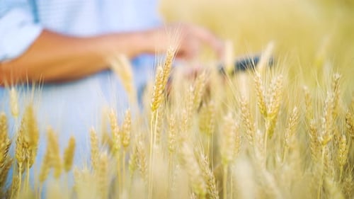 Farmer working in wheat field and making notes on tablet