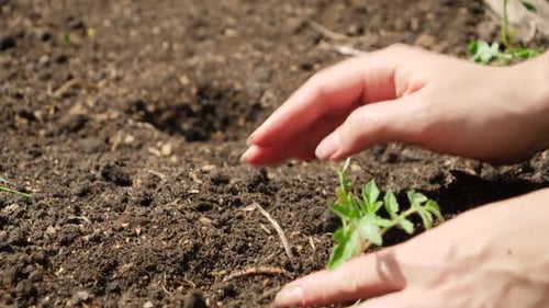 Nahaufnahme einer Familie, die Gemüsesprossen in Löcher im Gartenbett steckt