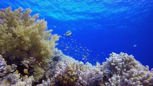 Vibrant Coral Reef with Colorful Tropical Fish