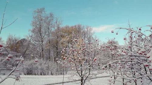Aerial View of the Winter Park in St