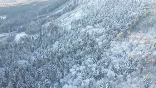 Beautiful Winter Forest with Snowy Trees Aerial View