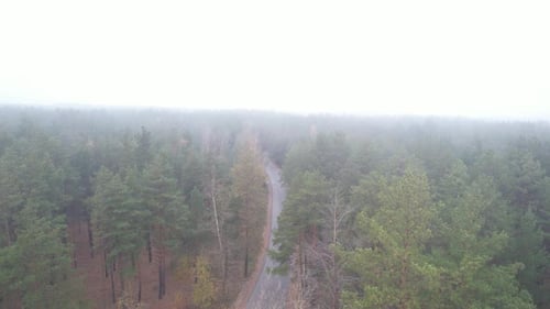 Forest Foad In Dense Fog