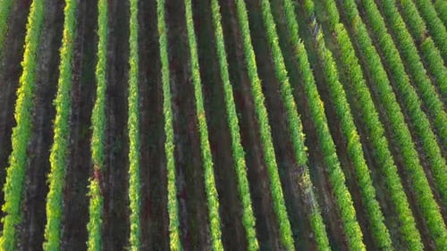 Vista aérea de viticultura de viñedos