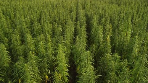 Aerial View of Large Cannabis Marijuana Fields at Sunset