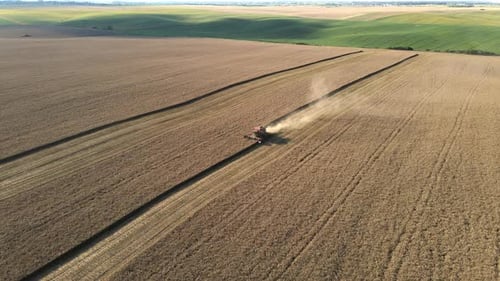 Moissonneuse-batteuse travaillant dans un champ de blé au coucher du soleil Agriculture biologique.