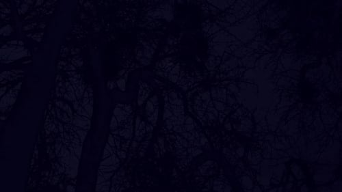 Full Moon Passing Behind Dark Tree Branches