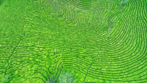 Tea Garden