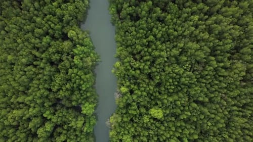 Aerial footage of a Thai Forest.