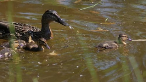 Weibliche Ente mit Entenküken schwimmt im Teich und sucht Nahrung auf der Wasseroberfläche