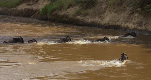 Gnus running in a river