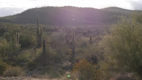 Saguaro-Kaktus auf der Sonora-Wüste in Arizona, USA