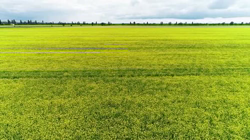 Yellow Rapeseed Field in the Spring. Drone Shot of Blooming Field, Yellow Rapeseed