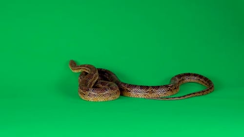 Coronella Brown Snake Crawling auf Greenscreen im Studio. Nahaufnahme