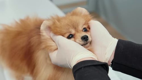 Dog Having Checkup at the Vet's Office